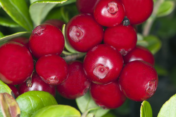 Cowberries or lingonberries, vibrant photo