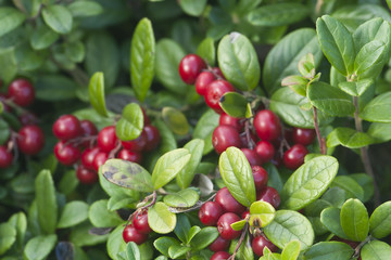 Cowberries or lingonberries, vibrant photo