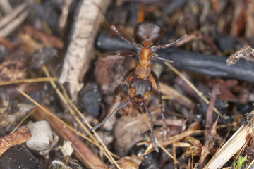 Southern wood ant, formica rufa, macro photo
