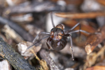 Angry southern wood ant, formica rufa, macro photo