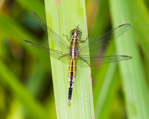Slender Skimmer dragonfly