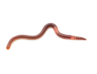 earthworm on a white background