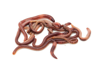 Fototapeta premium earthworm on a white background