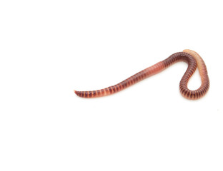 earthworm on a white background