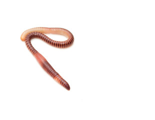 earthworm on a white background