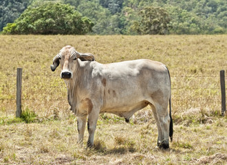 Young grey brahma cow on cattle ranch