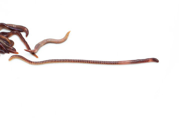 earthworm on a white background