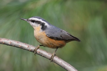 Red-breasted Nuthatch On A Perch