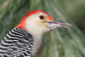 Woodpecker on a pine branch
