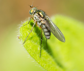 Obraz premium Fly