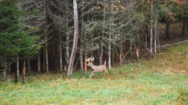 Whitetail Deer Running