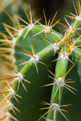 Green cactus plant with prickly