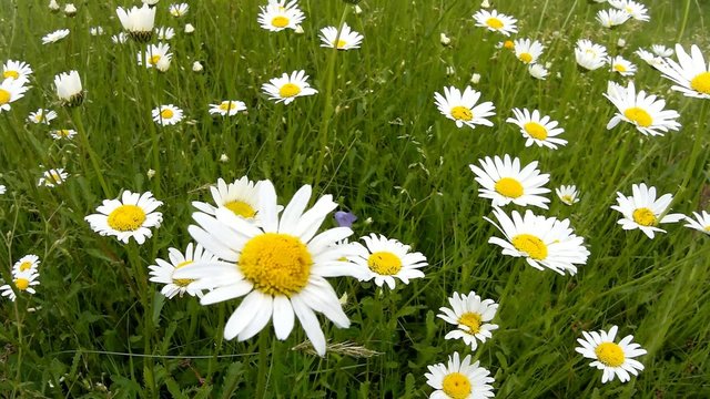 Magerwiesen-Margerite, Leucanthemum vulgare