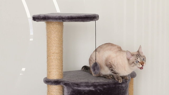 Thai cat nervously meows for a sunbeam.