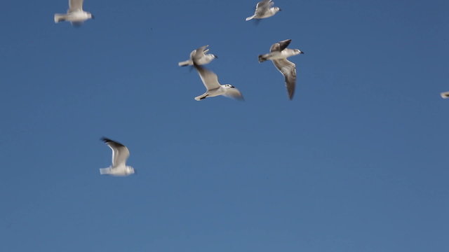 Sea-gulls (Larus marinus) fly to the sky.