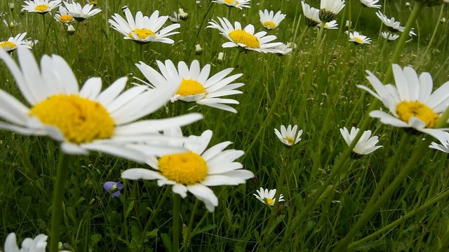 Magerwiesen-Margerite, Leucanthemum vulgare