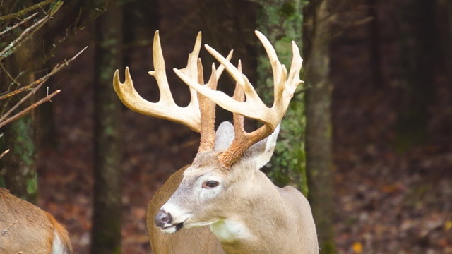 Whitetail Deer Buck