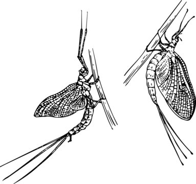 Mayflies on grass blade