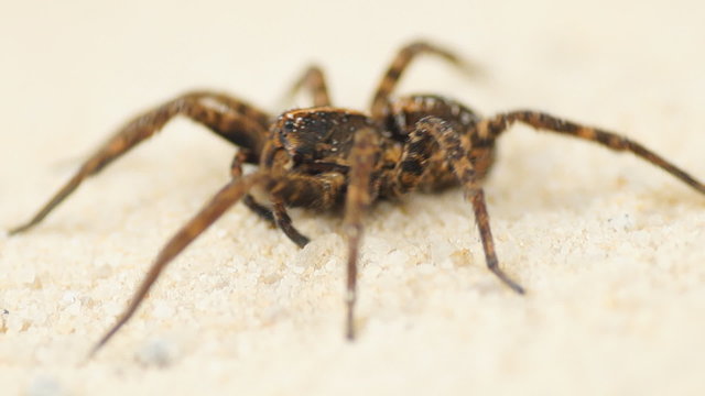 Wolf Spider