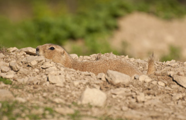 Black-tailed prairie dog