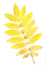 Single leaf
