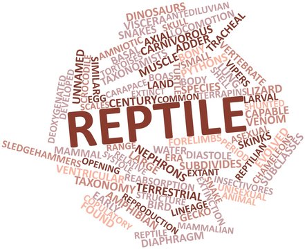 Word cloud for Reptile