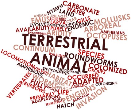 Word cloud for Terrestrial animal