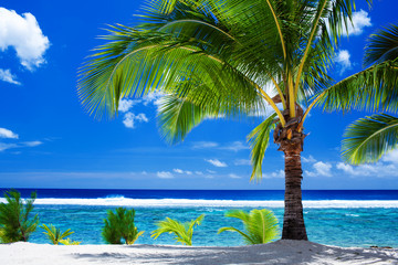 Single palm tree overlooking amazing lagoon