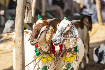 Selbstklebende Fototapeten goats for selling at the bazaar © travelview