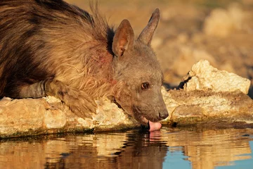 Tuinposter Het bruine hyena drinken, de woestijn van Kalahari © EcoView