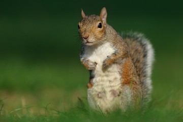 Obraz premium scoiattolo