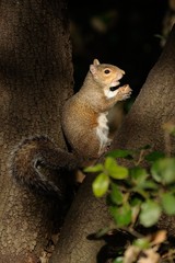 scoiattolo