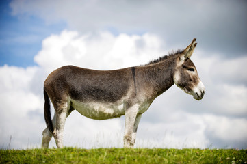 Norfolk Broads, Donkey