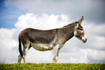 Photo sur Plexiglas Âne Norfolk Broads, Donkey