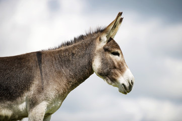 Norfolk Broads, Donkey profile view