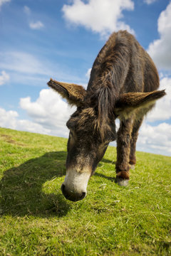 Norfolk Broads, Donkey grazing on grass in the summer time
