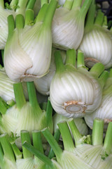 fennel just gardens collection sold by greengrocers