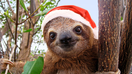 Funny sloth in a Christmas Santa hat