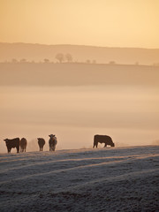 Cows At Sunrise