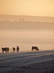  Cows At Sunrise © dickidub