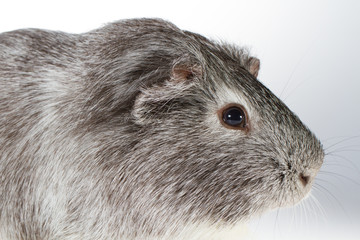 gray Guinea pig
