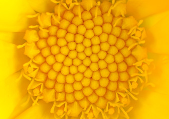 Macro Close-up on Yellow Flower Center