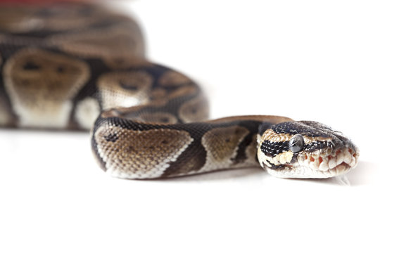Portrait of python snake