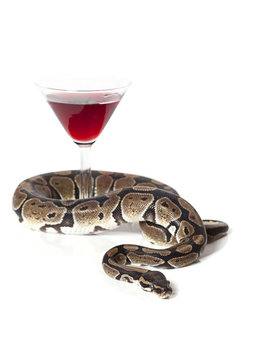 Royal Python with glass of wine