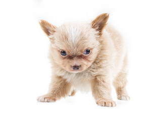 Fototapeta na wymiar Funny puppy Chihuahua poses on a white background