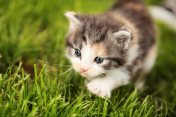 Neugierige kleine Katze