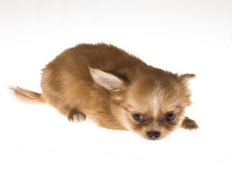 Funny puppy Chihuahua poses on a white background