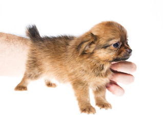 Obraz premium Funny puppy Chihuahua poses on a white background