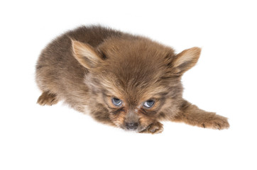 Obraz premium Funny puppy Chihuahua poses on a white background