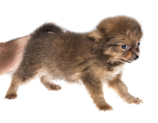 Funny puppy Chihuahua poses on a white background